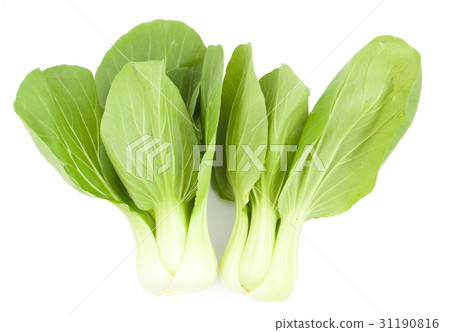 Baby Pak Choy on white Baby Pak Choy on white 31190816