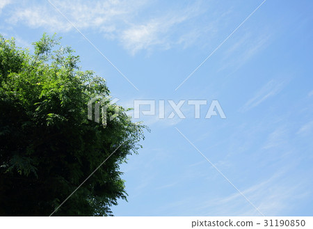 Blue sky and fresh green Blue sky and fresh green 31190850