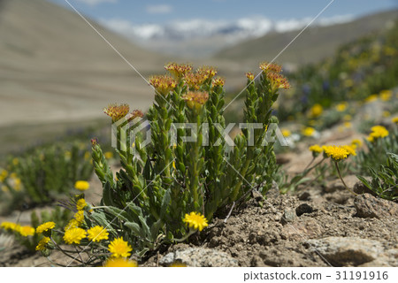 Golden root blossom in mountains 31191916