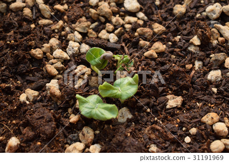 Budding of beginner's home garden okra 31191969