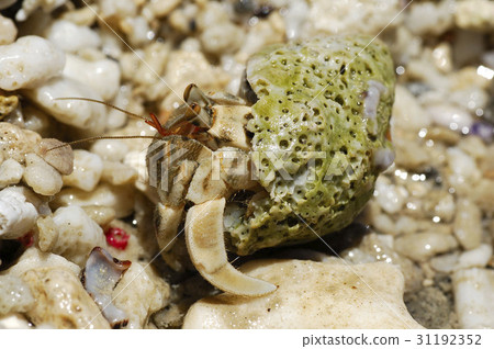 寄居蟹 31192352