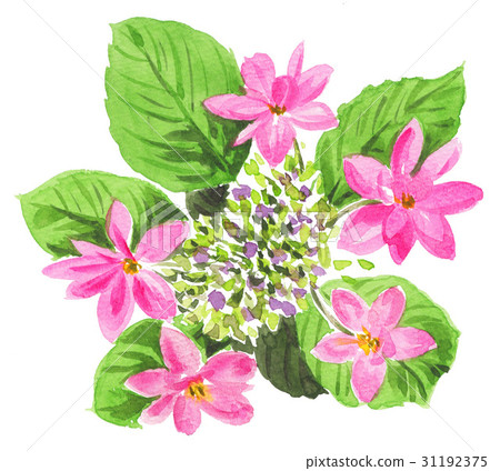 Hydrangea 17601pix 7 31192375