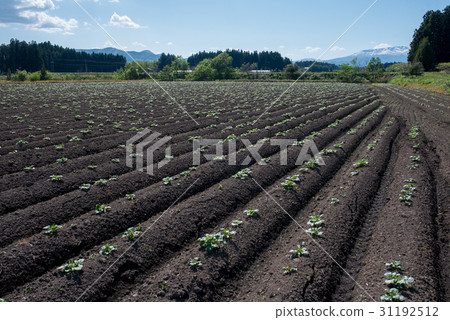 出現了發芽的馬鈴薯田 31192512