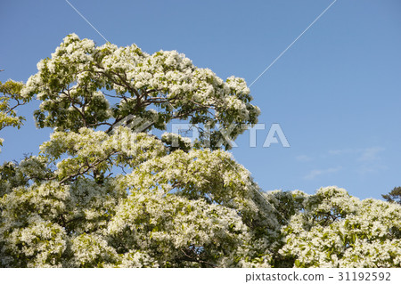 在Ninomaru的松江城堡Nanja Monja樹 31192592