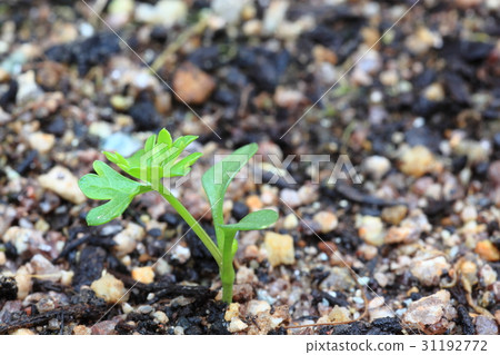 歐芹的芽 歐芹的芽 31192772