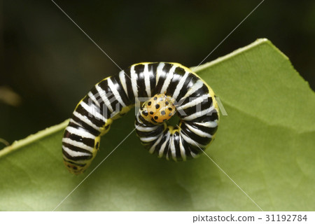 Caterpillar Caterpillar 31192784