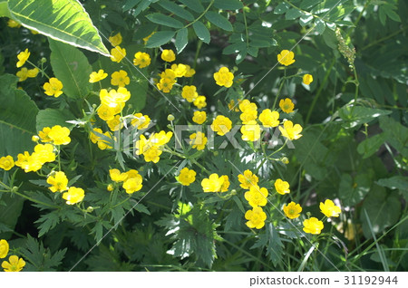 白山花 白山花 31192944