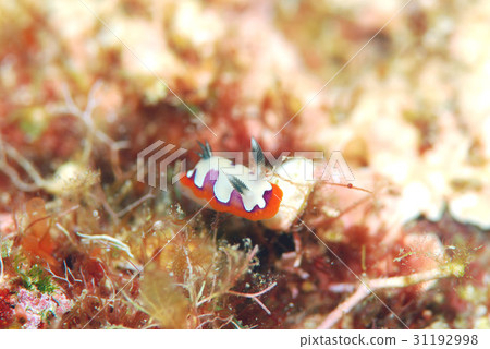 海參 海參 31192998