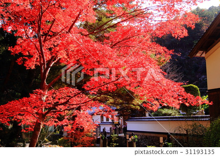 Shirakuji (Hyogo prefecture Tamba city) Autumn leaves in the precincts Shirakuji (Hyogo prefecture Tamba city) Autumn leaves in the precincts 31193135