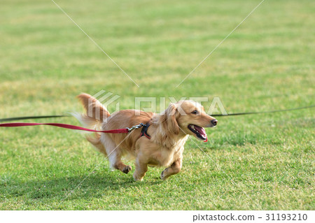 Dash Funt 1 Running through Dash Funt 1 Running through 31193210