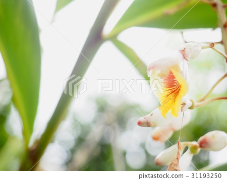 月亮桃花 31193250