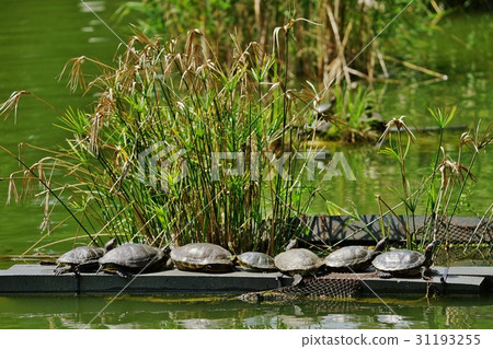 Green turtle 31193255