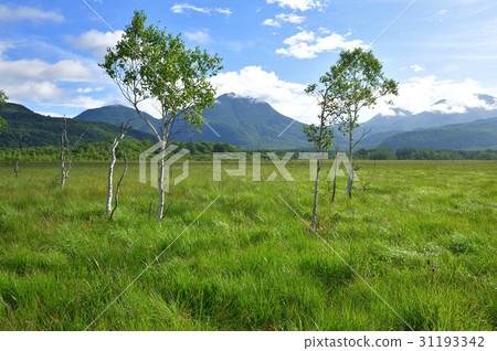 Senjogahara in the summer 31193342