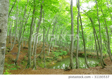 新綠色美麗的森林 新綠色美麗的森林 31193537