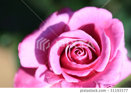 Rose garden of Kano Nakamichi seaside park Rose garden of Kano Nakamichi seaside park 31193577