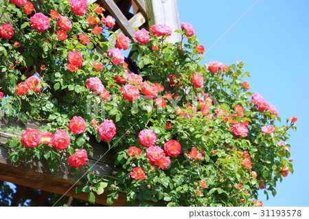 Rose garden of Kano Nakamichi seaside park Rose garden of Kano Nakamichi seaside park 31193578