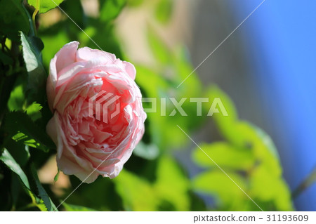 Rose garden of Kano Nakamichi seaside park 31193609
