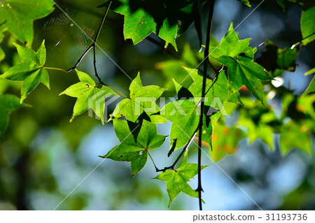 楓葉 楓葉 31193736