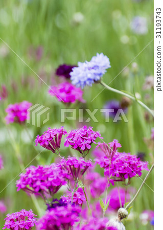 Musi Trinadesico Musi Trinadesico 31193743