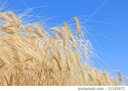 Wheat field wheat barley two-row barley beer wheat (May) 31193871