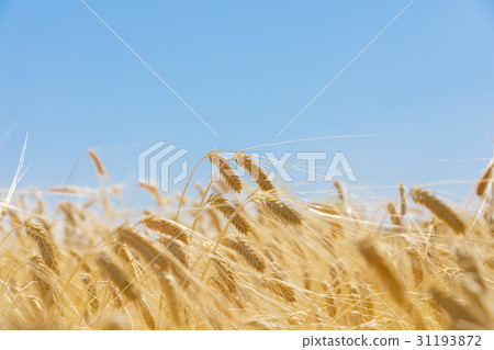 Wheat field wheat barley two-row barley beer wheat (May) 31193872