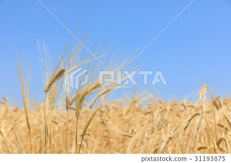 Wheat field wheat barley two-row barley beer wheat (May) 31193875