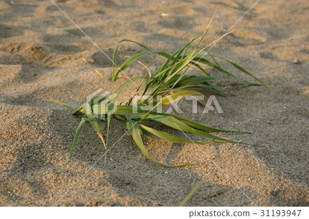 Sandy grass 31193947