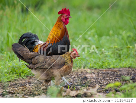 圖庫照片: image of a cock and hen on nature background.