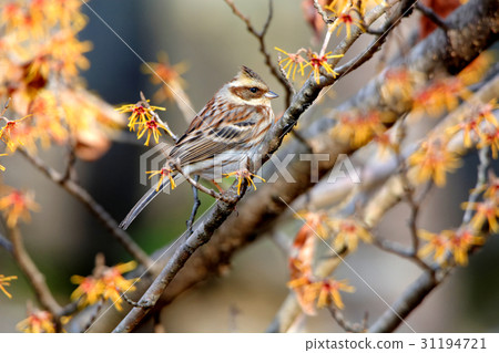 Miyama Hiroshiro的女性和Manxaku的花 31194721