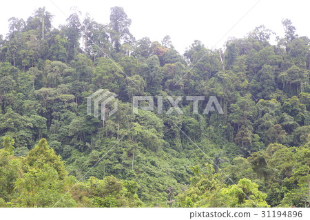 Tropical rainforest of Shimuru Island, Indonesia 31194896