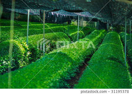 Tea plantation 31195378