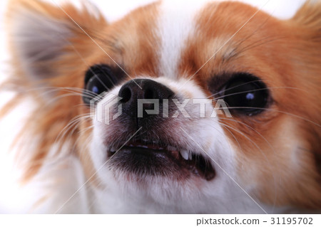 dangerous chihuahua face dangerous chihuahua face 31195702