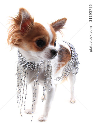 small chihuahua in the different clothes isolated small chihuahua in the different clothes isolated 31195756