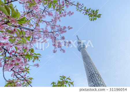 Tokyo Sky Tree 31196054