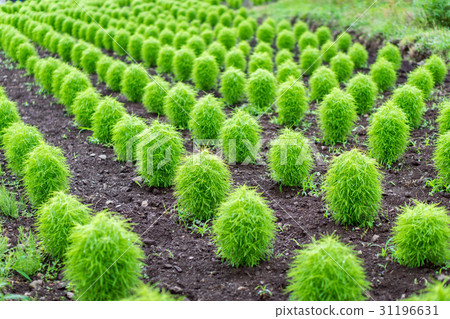 Green kochia field in summer Green kochia field in summer 31196631