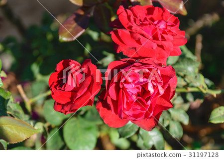 Beautiful roses in the garden Beautiful roses in the garden 31197128