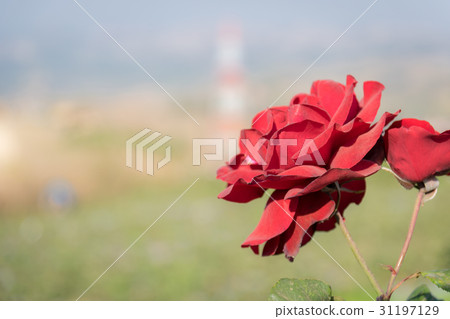 Beautiful roses in the garden Beautiful roses in the garden 31197129