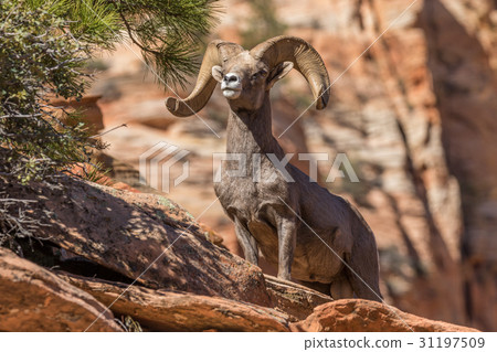 Desert Bighorn Sheep ram in Rut 31197509