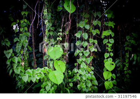 Jungle green leaves summer background in exotic 31197546