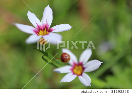 白花小花 31198258