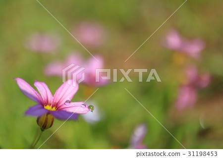 落入一朵蒼白的小桃花·Niwase 31198453