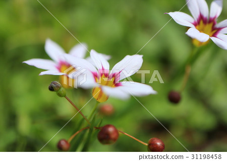 白花小花 白花小花 31198458