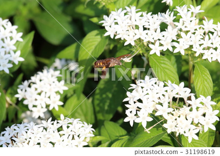 Hojaku吮吸pentas花蜜 Hojaku吮吸pentas花蜜 31198619