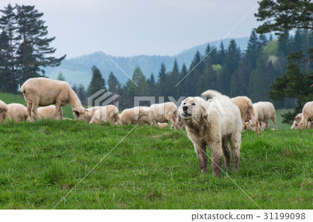 traditional sheep grazing on hills in poland 31199098