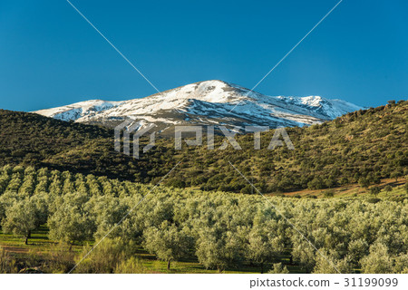 Olive trees plantation and Sierra Nevada Olive trees plantation and Sierra Nevada 31199099