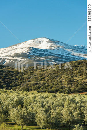 Olive trees plantation and Sierra Nevada , Spain 31199100