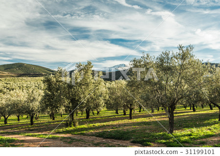 Olive trees in Sierra Nevada in Spain Olive trees in Sierra Nevada in Spain 31199101