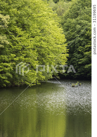 Shinzawa新鮮的綠色沼澤 31199695