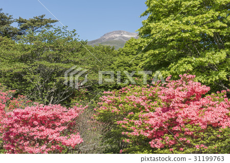 在那須高原的八幡的杜鵑花 31199763