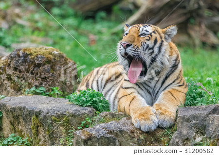 Young yawning bengal tiger 31200582